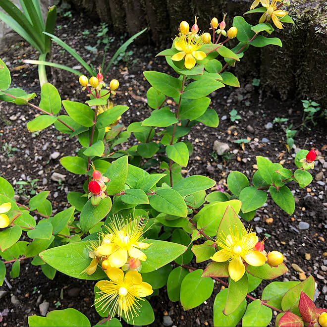 ヒペリカムの花と実 ヒペリカム ルビー 庭 季節の花 花のある暮らし などのインテリア実例 06 09 08 25 05 Roomclip ルームクリップ