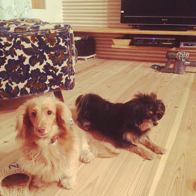 リビング 犬と暮らす テレビ台 ダイソン 元和室をリビングに などのインテリア実例 15 10 10 22 16 25 Roomclip ルームクリップ