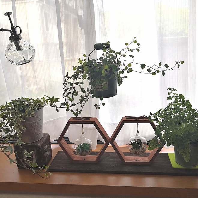 リビング ガーデニング 観葉植物 セリア Diy などのインテリア実例 21 04 30 08 07 00 Roomclip ルームクリップ