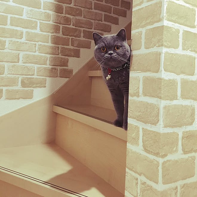 かわいい ねこと暮らす ブリティッシュショートヘアー 壁 天井のインテリア実例 05 48 53 Roomclip ルームクリップ