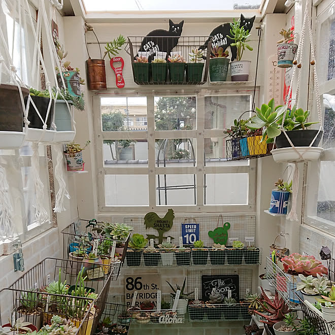 玄関 入り口 多肉小屋 多肉植物 多肉ハウス 小さい庭 などのインテリア実例 18 12 09 13 12 05 Roomclip ルームクリップ