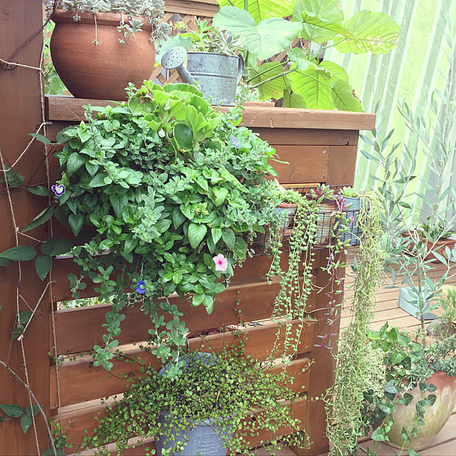 玄関 入り口 ハンギングバスケット 寄せ植え教室 カインズホーム 18 8 23 などのインテリア実例 18 08 23 16 18 57 Roomclip ルームクリップ