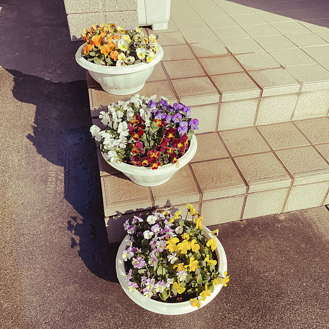 鉢植えの花 鉢植え プランター栽培 プランター 花壇 手作り などのインテリア実例 22 03 12 08 34 00 Roomclip ルームクリップ