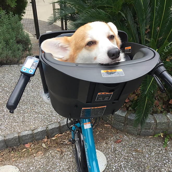自転車/コーギー/犬と暮らす家/コーギーのいる暮らし/犬がお気に入りらしいよ!...などのインテリア実例 - 2019-11-09 11:05:40