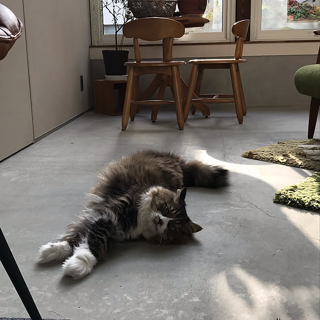 床暖房 土間 ねこと暮らす 部屋全体のインテリア実例 21 08 03 05 09 12 Roomclip ルームクリップ