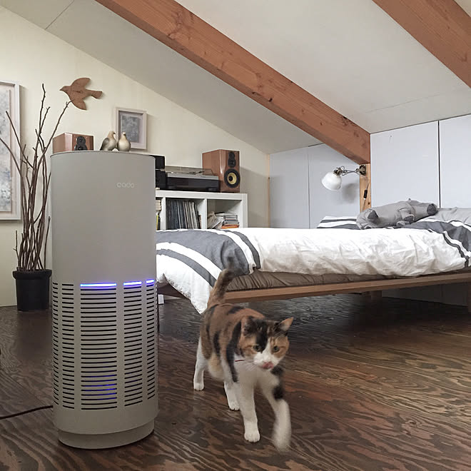 ベッド周り 猫がいる 猫のいる暮らし カドー モニター オシャレ家電 などのインテリア実例 19 01 22 01 43 23 Roomclip ルームクリップ