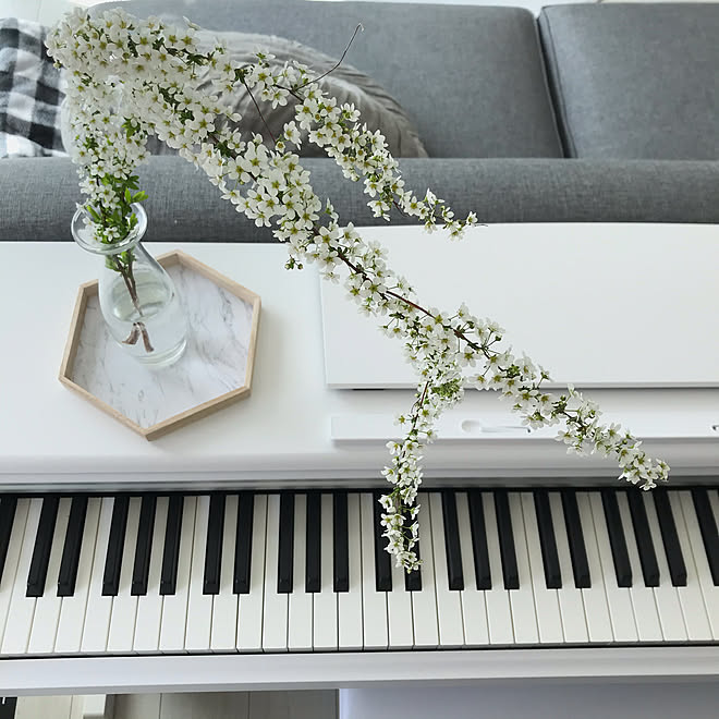 庭の花 雪柳 電子ピアノ 花のある暮らし 部屋全体のインテリア実例 03 24 16 57 10 Roomclip ルームクリップ