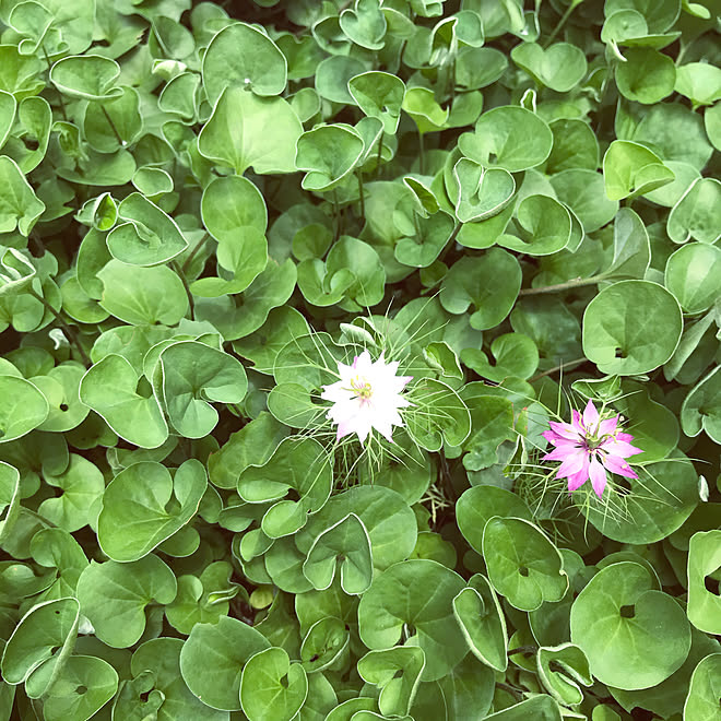 ダイカンドラ ニゲラ 見ていただきありがとうございます いいね フォローありがとうございます 植物のある暮らし などのインテリア実例 21 05 26 22 43 22 Roomclip ルームクリップ