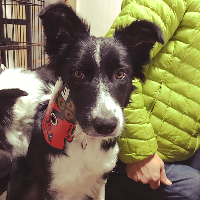 リビング/ボーダーコリー/多頭飼い/いぬばか/ボーダーコリーと暮らす 