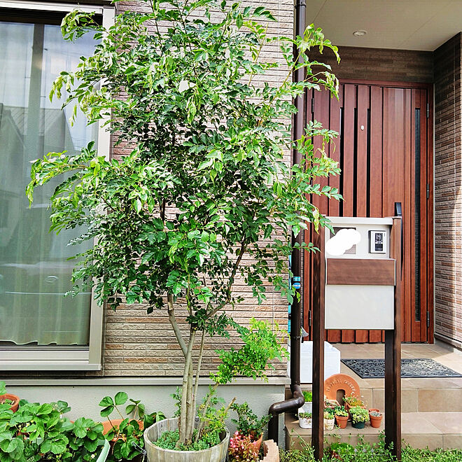玄関 入り口 シマトネリコ シンボルツリーはシマトネリコ 庭 にわのある暮らし などのインテリア実例 06 28 16 15 28 Roomclip ルームクリップ