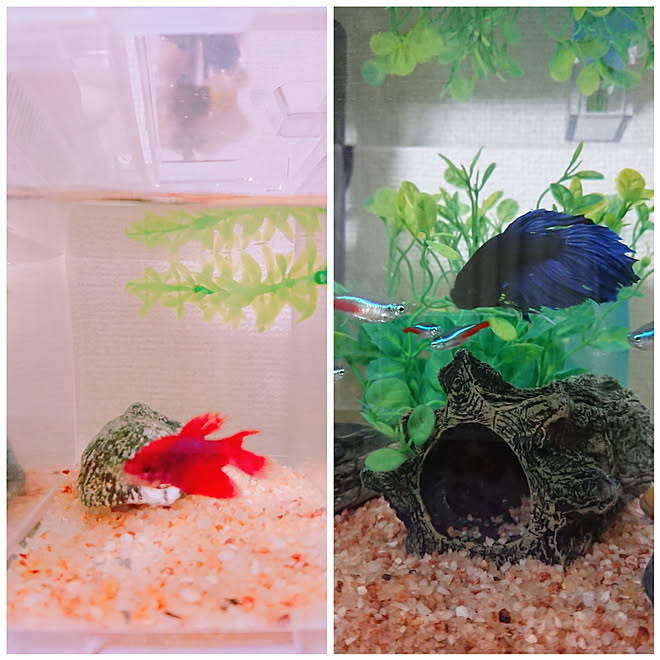 棚 ベタ飼ってます ベタと ベタ アクアリウム 癒し などのインテリア実例 19 05 21 18 55 24 Roomclip ルームクリップ