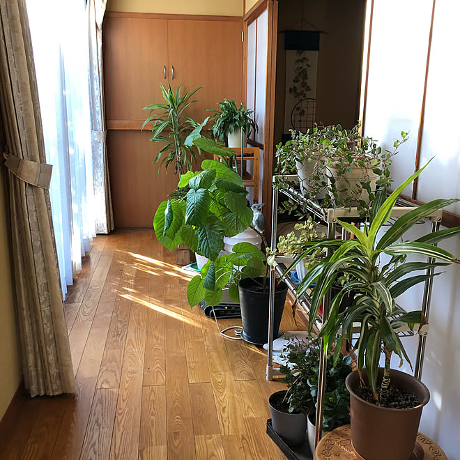 縁側 冬支度 観葉植物 いいね ありがとうございます 見てくれてありがとうございます などのインテリア実例 19 12 03 18 04 19 Roomclip ルームクリップ