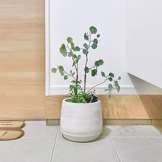 ユーカリポポラス 鉢植え 玄関 入り口のインテリア実例 21 10 03 03 24 57 Roomclip ルームクリップ