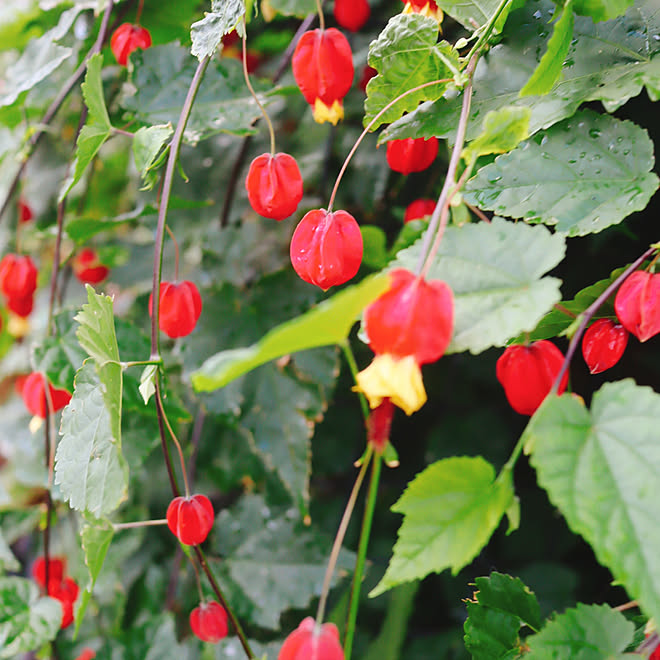 成長早すぎる 素敵な花 小さな赤い花 赤いシャポー チロリアンランプ などのインテリア実例 22 10 19 08 53 48 Roomclip ルームクリップ 成長早すぎる 素敵な花 小さな赤い花 赤いシャポー チロリアンランプ などのインテリア実例 22 10 19 08 53 48 Roomclip ルームクリップ