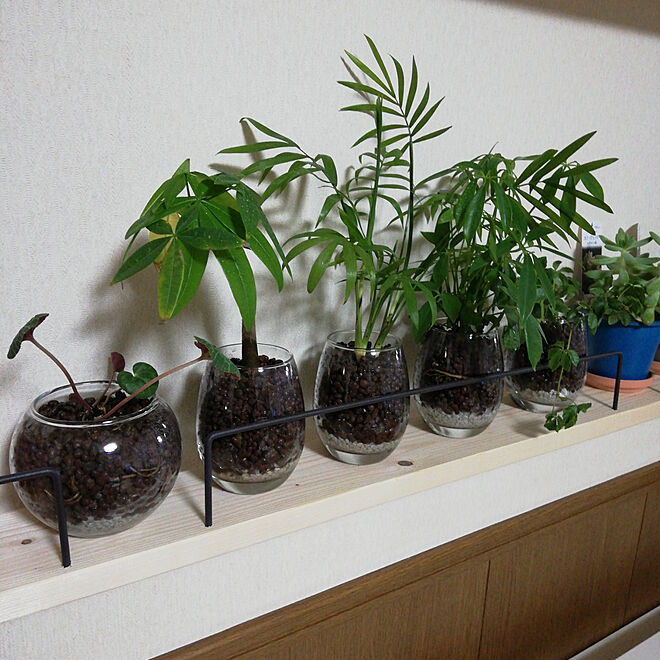 観葉植物 ホーマック セリア ダイソー 棚のインテリア実例 03 14 38 37 Roomclip ルームクリップ