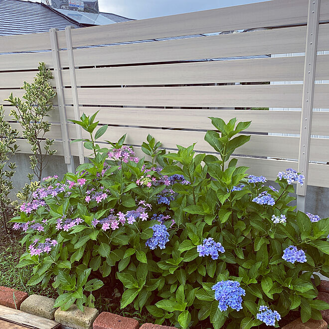 フェンスdiy れんが花壇 紫陽花 花のある暮らし 庭の花 などのインテリア実例 06 16 08 24 39 Roomclip ルームクリップ