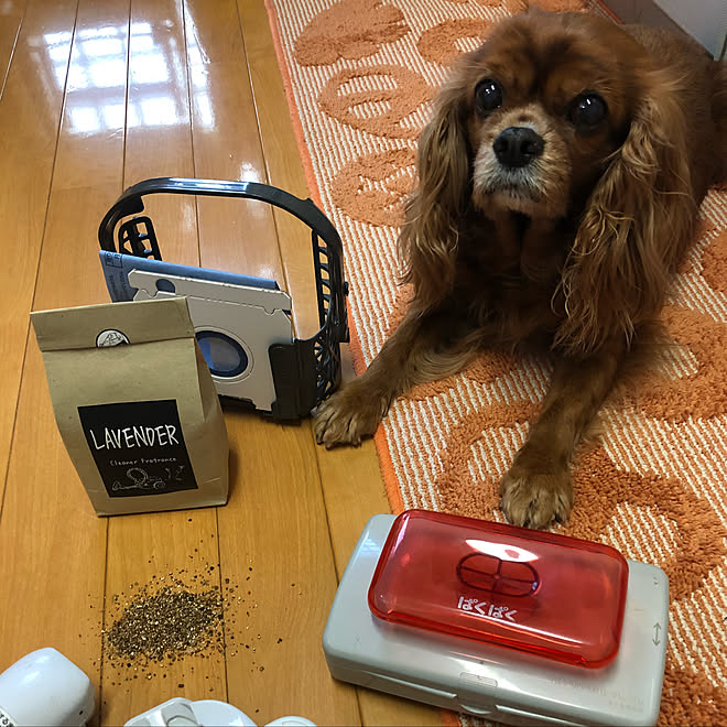 ベッド周り 掃除機アロマラベンダー 掃除機 キャバリアキングチャールズスパニエル 犬のいる暮らし などのインテリア実例 18 04 06 22 17 56 Roomclip ルームクリップ