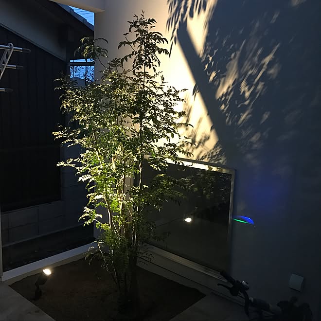 植栽 シマトネリコ 中庭 照明のインテリア実例 16 11 29 22 51 08 Roomclip ルームクリップ