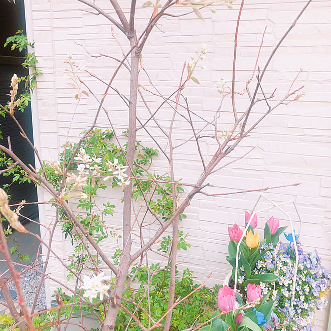 ジューンベリー シンボルツリー ガーデニング 春 春爛漫 などのインテリア実例 22 03 31 14 19 16 Roomclip ルームクリップ