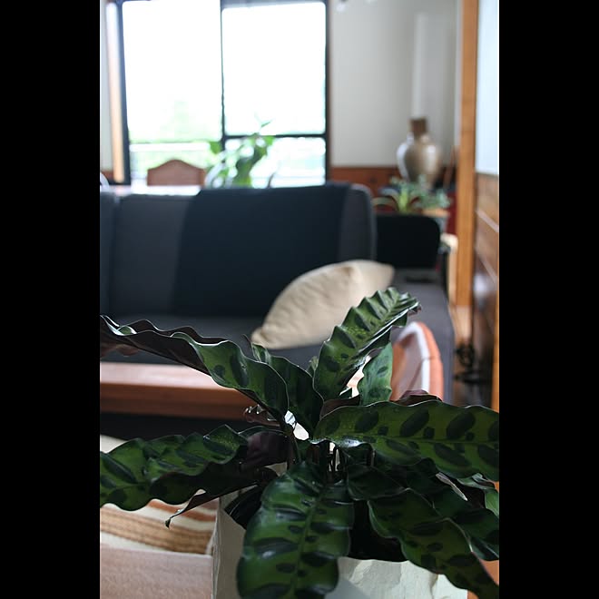 カラテアランキフォリア 観葉植物 部屋全体のインテリア実例 21 05 18 12 40 33 Roomclip ルームクリップ