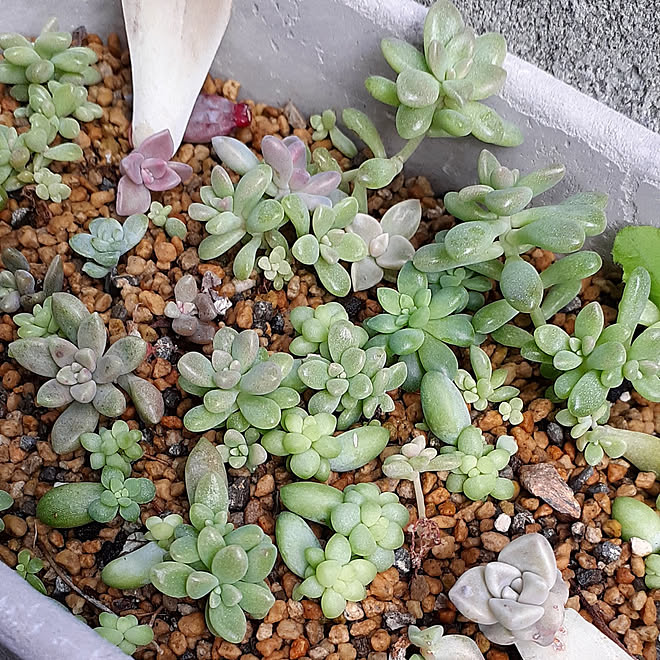 ベッド周り ガーデニング 庭 多肉植物 葉挿し などのインテリア実例 10 30 06 01 09 Roomclip ルームクリップ