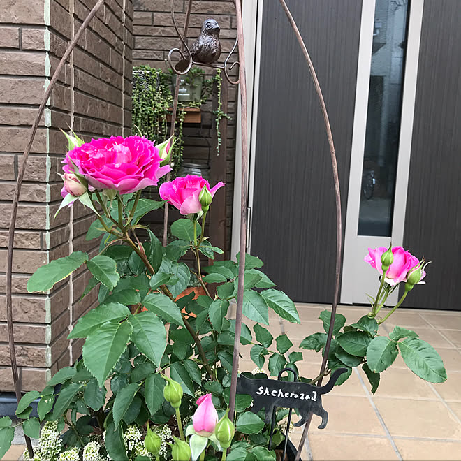 シェエラザード ちょっと不出来な後ろの花台diy グリーンネックレスの花が咲きました 18 5 2 お花ばかりですみません などのインテリア実例 18 05 02 09 15 11 Roomclip ルームクリップ