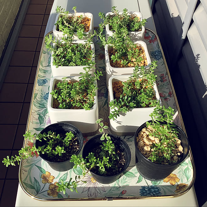 冬支度 ベランダ 多肉植物 多肉植物初心者 カラフル好き などのインテリア実例 21 11 29 09 25 03 Roomclip ルームクリップ