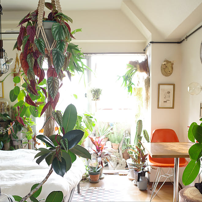 ハンギング ディスプレイ アンティーク 観葉植物 プランツ などのインテリア実例 01 25 19 23 53 Roomclip ルームクリップ