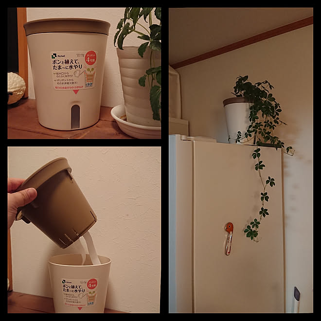 シュガーバイン 冷蔵庫の上 No Green No Life 底面給水鉢 棚のインテリア実例 04 13 59 25 Roomclip ルームクリップ