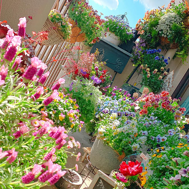 一番好きな場所/花のある暮らし/花が好きな人と繋がりたい/花のある生活/ベランダガーデンの花&hellip;などのインテリア実例 202004