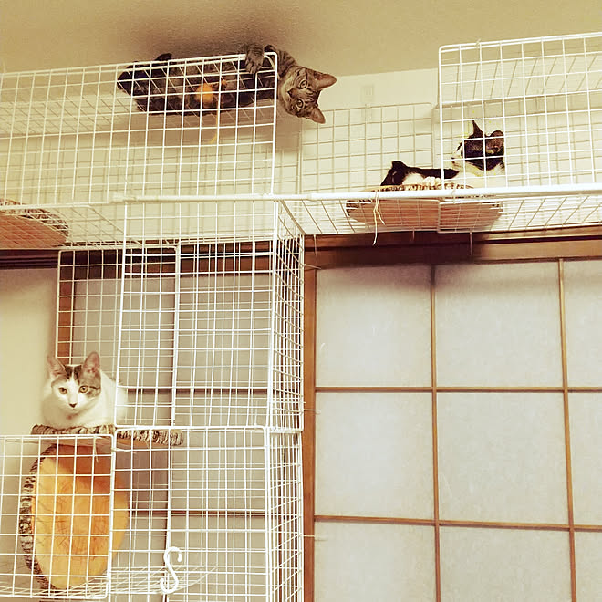 壁美人 いいね ありがとうございます キャットタワーdiy ワイヤーネットdiy 猫のいる日常 などのインテリア実例 02 22 14 35 17 Roomclip ルームクリップ