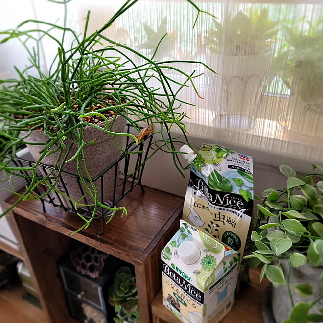 部屋全体 観葉植物 多肉植物 植物のある暮らし 虫対策 などのインテリア実例 22 07 07 45 02 Roomclip ルームクリップ