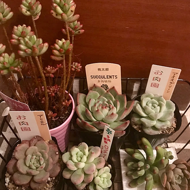 多肉狩り Room Clipとの出会いに感謝 インスタ Butachan1222 ガーデニング 多肉植物 などのインテリア実例 19 11 03 19 21 40 Roomclip ルームクリップ