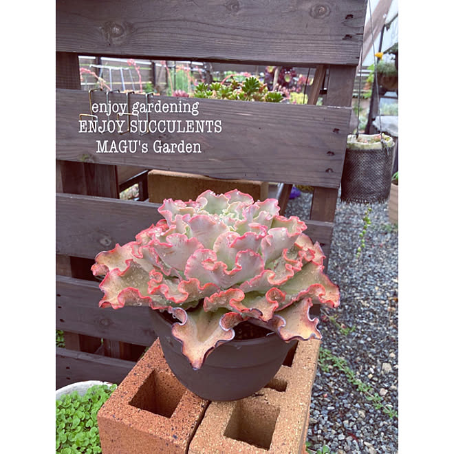 Ct触媒 テラリウム ガラスキャニスター寄せ植え Sサイズ 多肉植物 サボテン おしゃれ かわいい プレゼント フェイクグリーン 消臭 抗菌 Fg054 至上