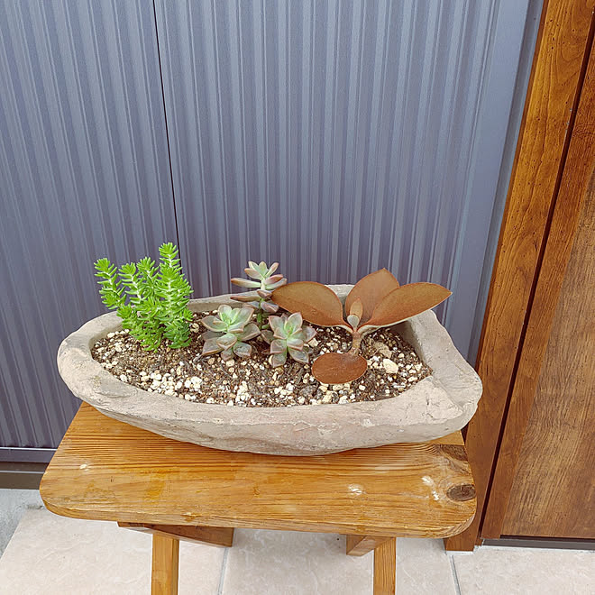 仙人の舞 ブロンズ姫 グリーンペット バス トイレ 観葉植物 などのインテリア実例 22 06 11 08 23 12 Roomclip ルームクリップ