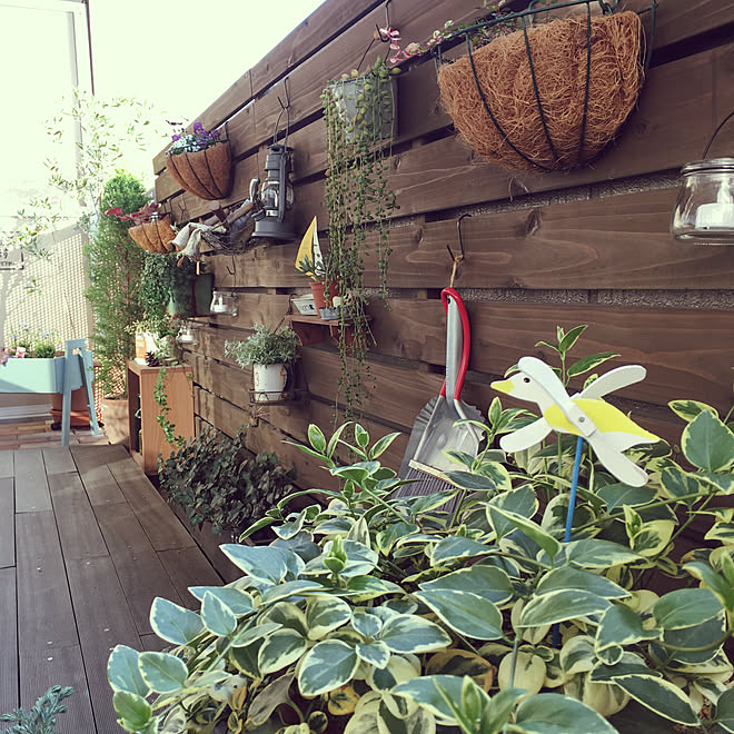 セリア 百均 Dulton Woodpro ベランダガーデニング などのインテリア実例 19 03 15 16 49 45 Roomclip ルームクリップ