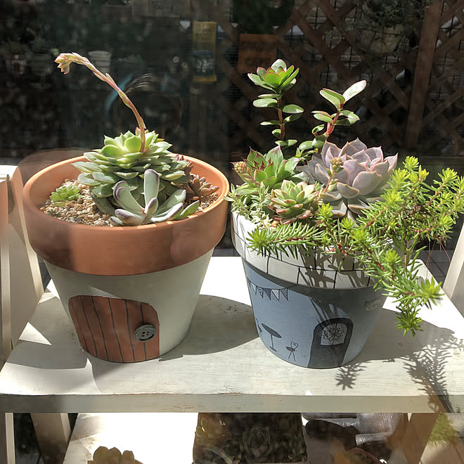 リメイク鉢 小さな庭 多肉植物 多肉寄せ植え 植物のある暮らしのインテリア実例 19 04 09 10 35 45 Roomclip ルームクリップ
