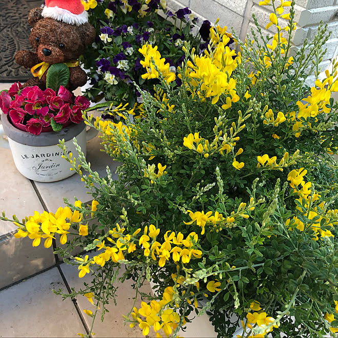 黄色の花 玄関 玄関ポーチ ビオラ エニシダ などのインテリア実例 03 18 16 56 35 Roomclip ルームクリップ