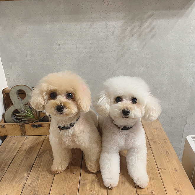 犬小屋diy コンクリート風壁紙 親子 愛犬と暮らす家 トリミング行ってきました などのインテリア実例 10 27 09 37 30 Roomclip ルームクリップ 犬小屋diy コンクリート風壁紙 親子 愛犬と暮らす家 トリミング行ってきました などのインテリア実例 10 27 09 37 30 Roomclip ルームクリップ