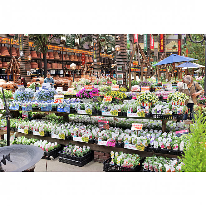 ホームセンター ハンズマン 玄関 入り口 ブランド苗 サカタのタネ などのインテリア実例 19 05 08 10 50 42 Roomclip ルームクリップ