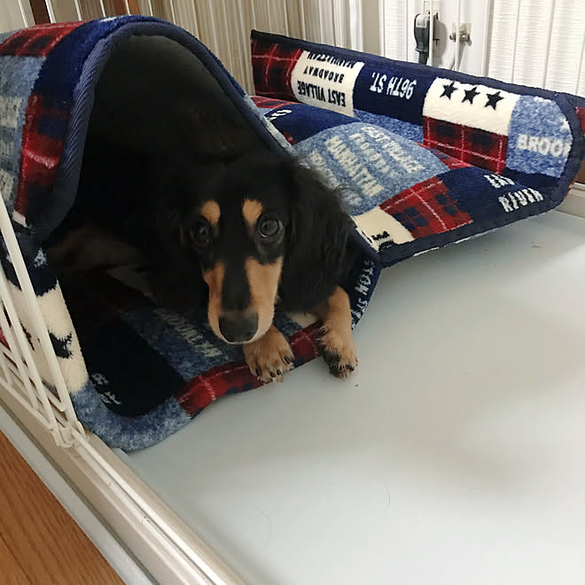 犬のハウス 犬のゲージ 犬のベッド 中古戸建て わんこのいる暮らし などのインテリア実例 10 10 21 04 43 Roomclip ルームクリップ