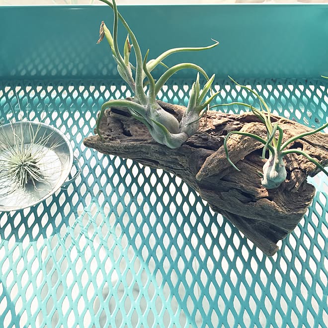 棚 エアープランツ チランジア フックシー ブルボーサ などのインテリア実例 15 10 22 09 51 55 Roomclip ルームクリップ