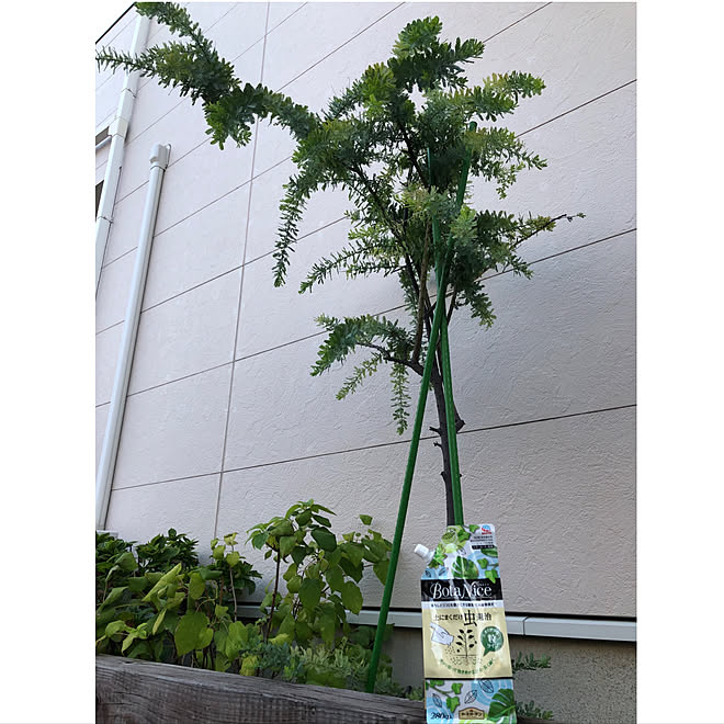 玄関 入り口 カイガラムシ駆除 ミモザ Botanice 植物のある暮らし などのインテリア実例 09 12 17 32 50 Roomclip ルームクリップ