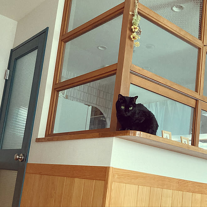 猫のいる生活 ねこと暮らす 猫がよろこぶ快適な部屋づくり 猫侵入防止 黒猫 などのインテリア実例 22 02 22 11 18 51 Roomclip ルームクリップ