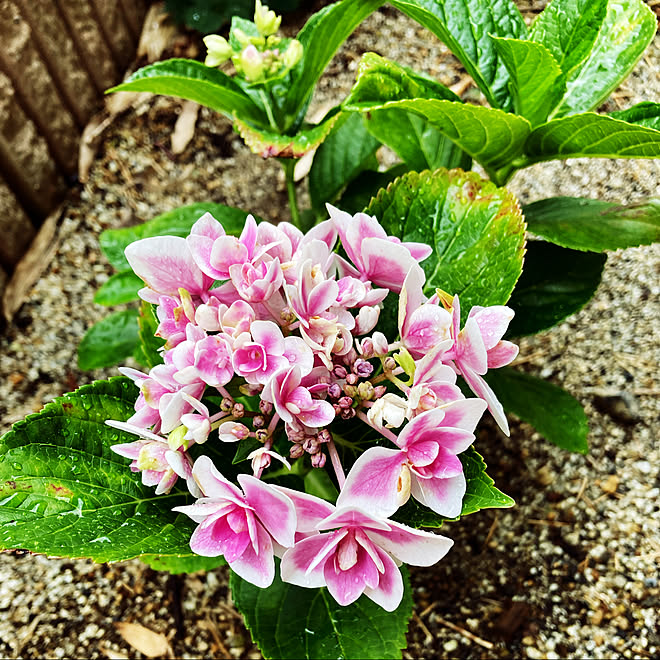 一年越しで咲いてくれた 地植え 紫陽花 こんぺいとう 玄関先 などのインテリア実例 22 06 11 18 55 30 Roomclip ルームクリップ