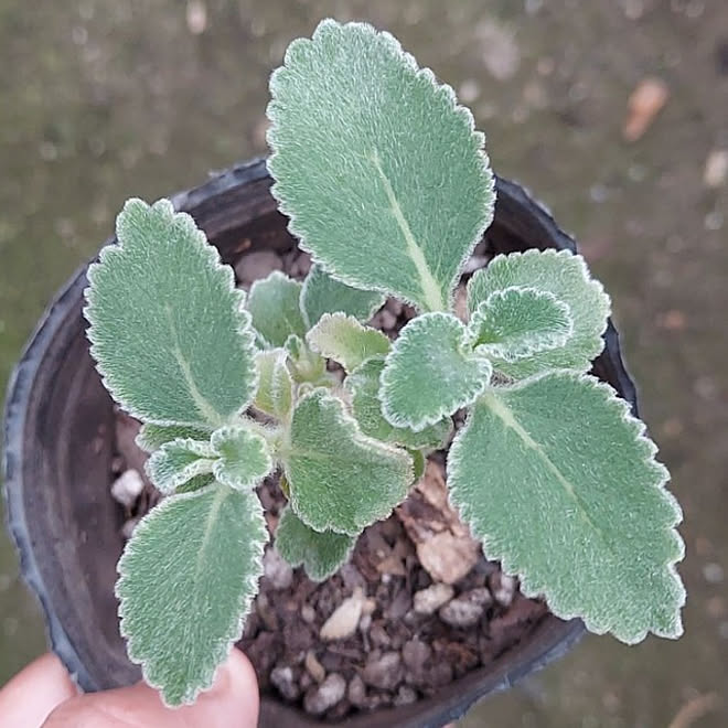 アロマティカス マンジェリコン 植物 多肉植物 花 などのインテリア実例 21 07 10 11 55 28 Roomclip ルームクリップ アロマティカス マンジェリコン 植物 多肉植物 花 などのインテリア実例 21 07 10 11 55 28 Roomclip ルームクリップ