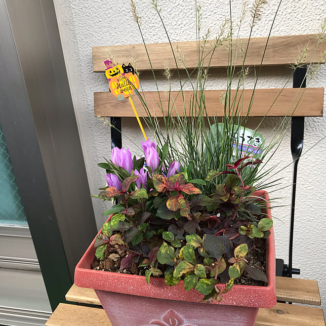 寄せ植え ガーデニング みていただきありがとうございます 日々の暮らし 秋の花 などのインテリア実例 21 09 07 23 43 09 Roomclip ルームクリップ