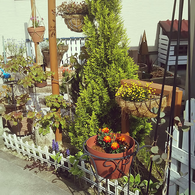 ユーカリポポラス 植木鉢 Diy 庭 木の温もり などのインテリア実例 21 05 09 18 24 09 Roomclip ルームクリップ ユーカリポポラス 植木鉢 Diy 庭 木の温もり などのインテリア実例 21 05 09 18 24 09 Roomclip ルームクリップ