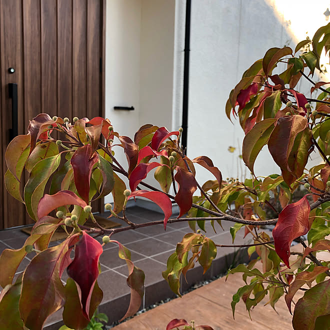 玄関 入り口 常緑ヤマボウシ 玄関タイル 外構 玄関アプローチ などのインテリア実例 18 11 05 21 15 24 Roomclip ルームクリップ