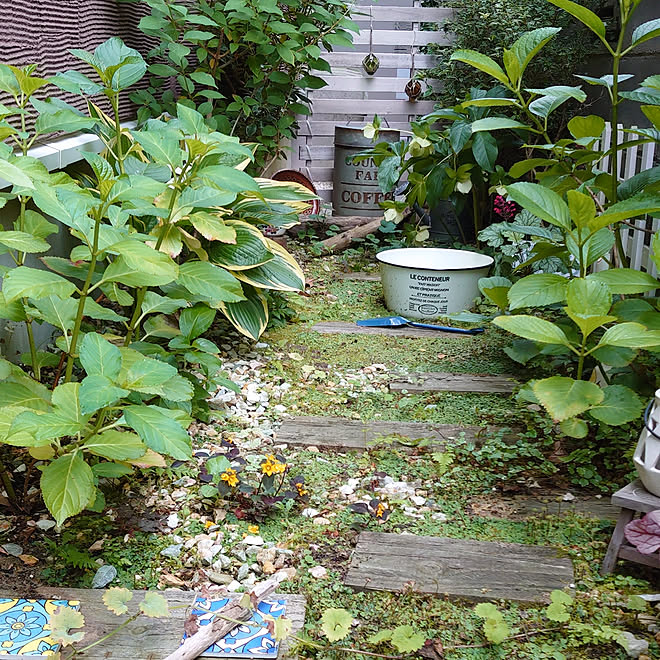 部屋全体 6 23 家の北側通路 日陰でも育つ植物 庭 などのインテリア実例 06 23 08 22 49 Roomclip ルームクリップ